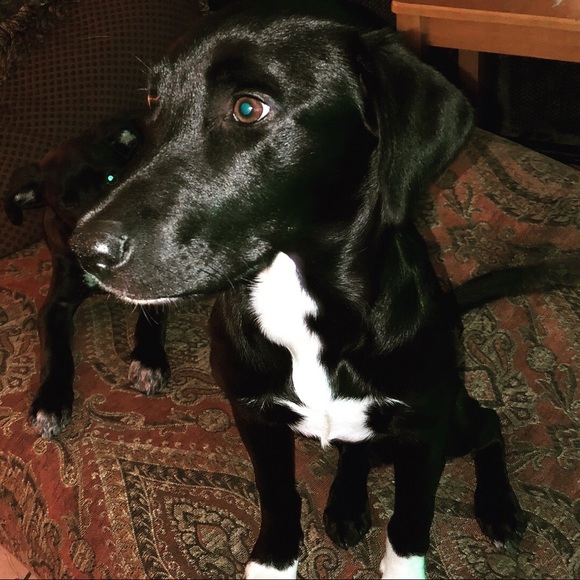 Celebrity Furbaby of the day 2/22/18 JasperStorm - Picture 5 of 8